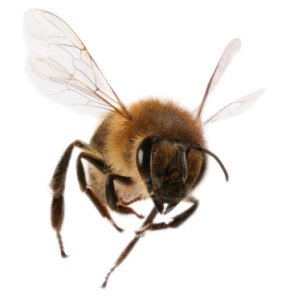 Bee PNG image-4301